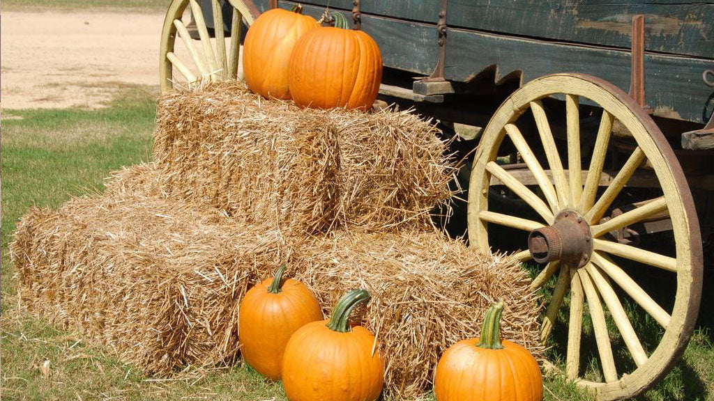 Fall Events Your Brand Should Be a Part Of